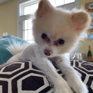 Meet your Posher, Brenda